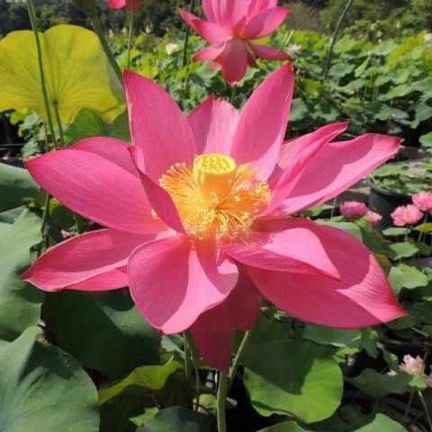 Nelumbo Nucifera 'Titan' Lotus (Bare Root) - Play It Koi