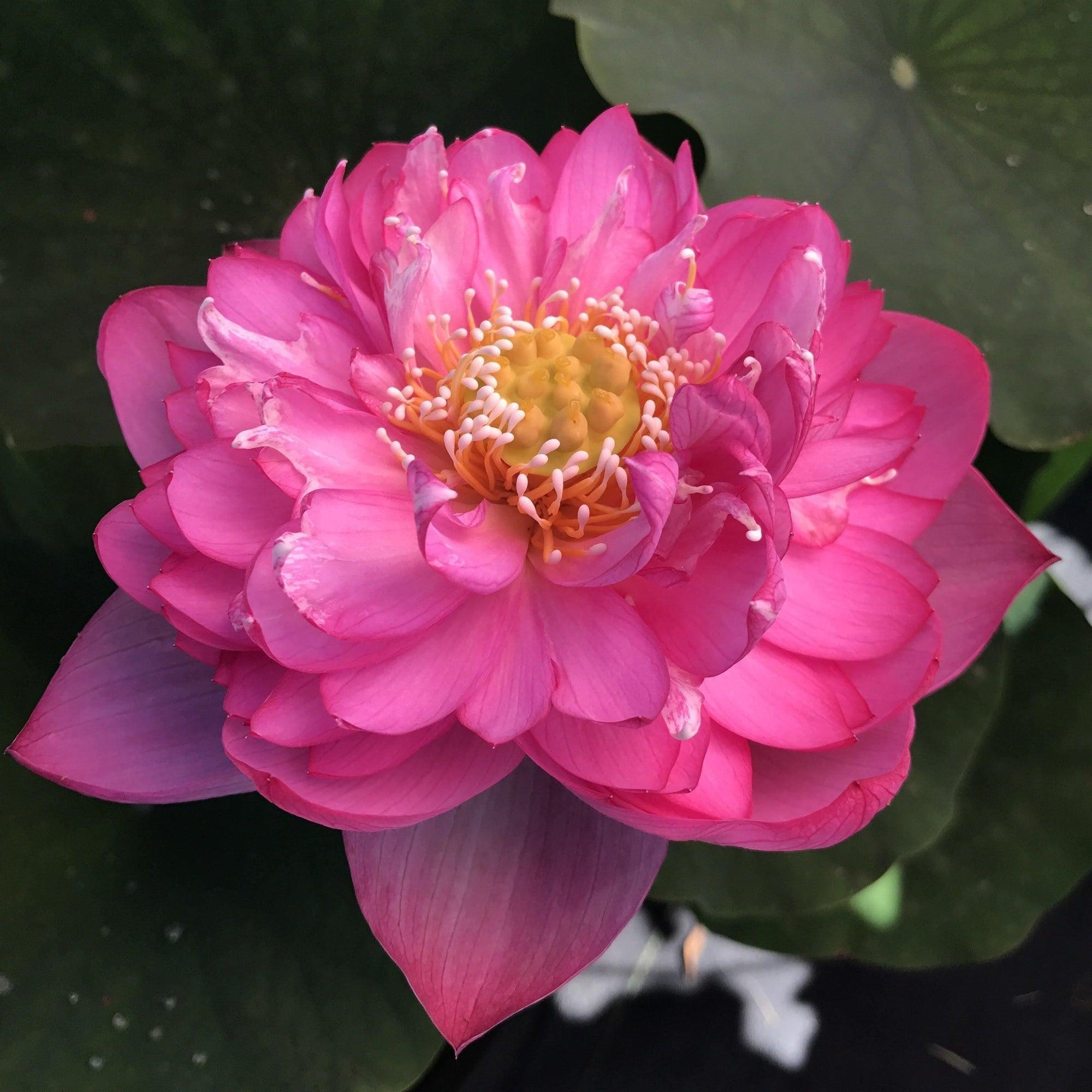 Nelumbo Nucifera 'Titanic' Lotus (Bare Root) - Play It Koi