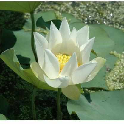 Nelumbo Nucifera 'Tulip Semi-Dwarf' Lotus (Bare Root) - Play It Koi