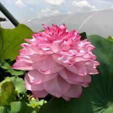 Nelumbo Nucifera 'Yiliang Thousand Petals' Lotus (Bare Root) - Play It Koi