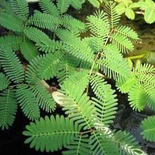 Neptunia Aquatica - Aquatic Sensitive Plant, AKA Touch-Me-Not (Bare Root) - Play It Koi