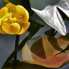 Nuphar Japonica Japanese Lily - Yellow/Orange - Lily-Like (Bare Root) - Play It Koi