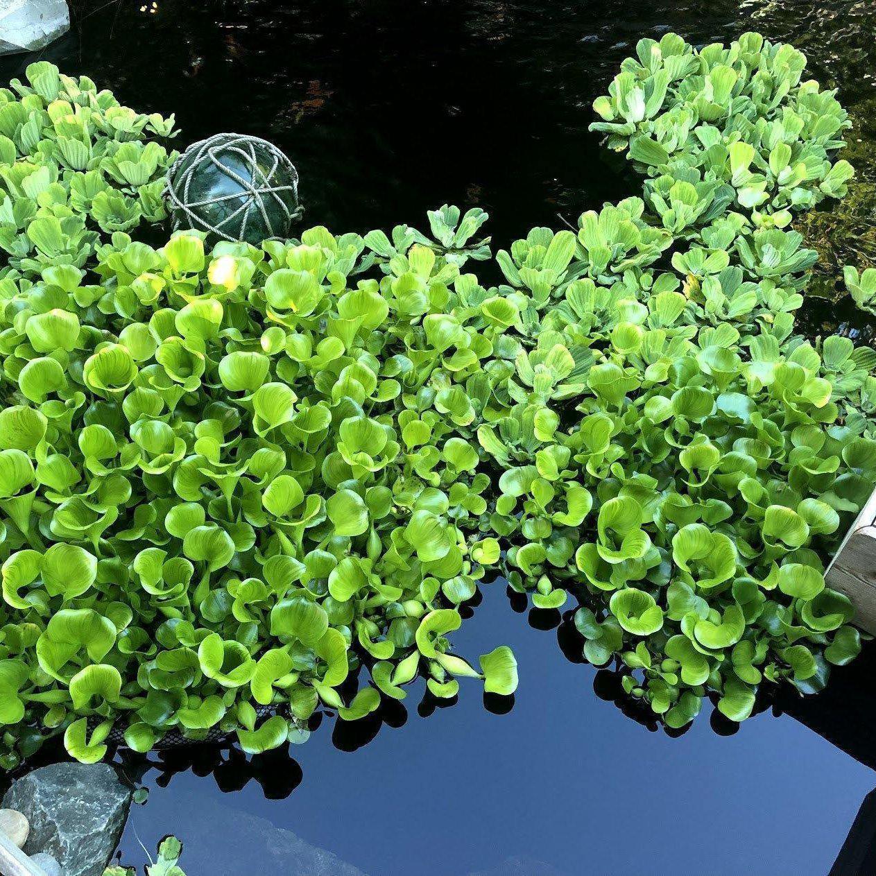 Nycon Floating Flora Island & Fish barrier - Play It Koi