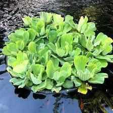 Nycon Floating Flora Island & Fish barrier - Play It Koi