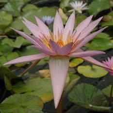 Nymphaea 'August Siebert' Tropical Day Blooming Lily (Bare Root) - Play It Koi