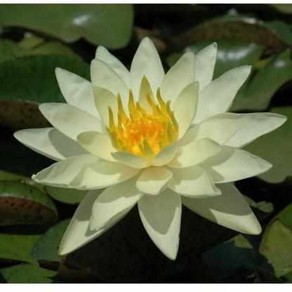 Nymphaea 'Charlene Strawn' Yellow Hardy Lily (Bare Root) - Play It Koi