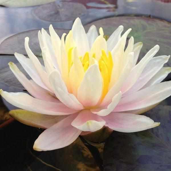 Nymphaea 'Citrus Twist' Pink Hardy Lily (Bare Root) - Play It Koi