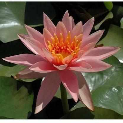 Nymphaea 'Colorado' Salmon Hardy Waterlily (Potted) - Play It Koi