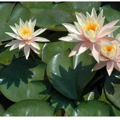 Nymphaea 'Cynthia Ann' Small Peach Hardy Lily (Bare Root) - Play It Koi