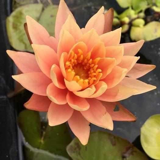 Nymphaea 'Cynthia Ann' Small Peach Hardy Lily (Bare Root) - Play It Koi