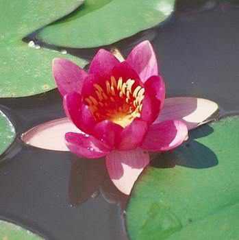 Nymphaea 'Froebeli' Small Red Hardy Lily (Potted) - Play It Koi