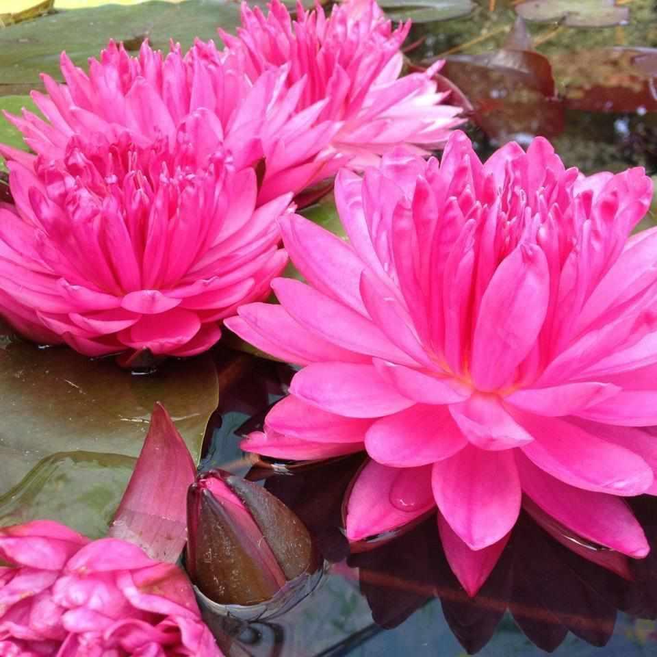 Nymphaea 'Fuchsia Pom Pom' Hardy Pink Lily (Bare Root) - Play It Koi