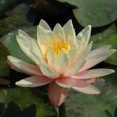 Nymphaea 'Georgia Peach' Peach Hardy Lily (Bare Root) - Play It Koi