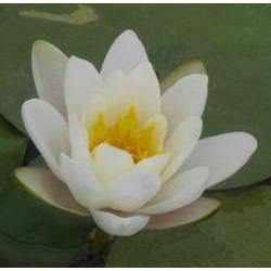 Nymphaea 'Hermine' White Hardy Lily (Bare Root) - Play It Koi