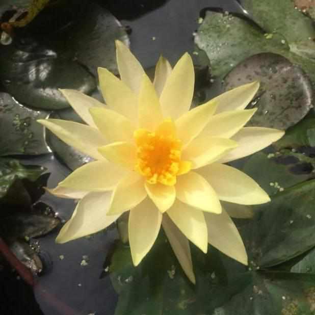 'Nymphaea' Hybrid Peachy Keen Hardy Lily (Potted) - Play It Koi