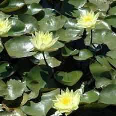 Nymphaea 'Joey Tomocik' Yellow Hardy Lily (Bare Root) - Play It Koi