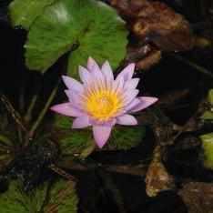 Nymphaea 'Key Largo' Tropical Day Blooming Lily (Bare Root) - Play It Koi
