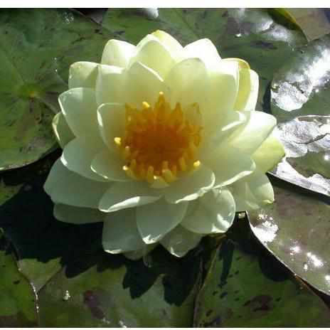 Nymphaea 'Lemon Chiffon' Double Yellow Hardy Lily (Potted) - Play It Koi