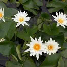 Nymphaea 'Marian Strawn' Tropical Day Blooming Lily (Bare Root) - Play It Koi