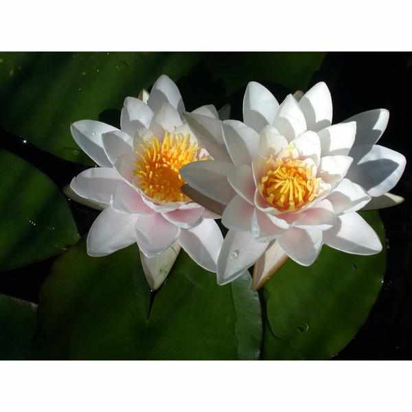 Nymphaea 'Marliac Carnea' Hardy Lily (Potted) - Play It Koi