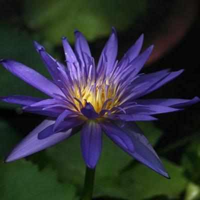 midnight lily flower Nymphaea 'Midnight' Day Blooming Waterlily (Bare Root)