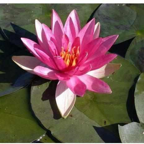 Nymphaea 'Pink Sparkle' Hardy Lily (Bare Root) - Play It Koi