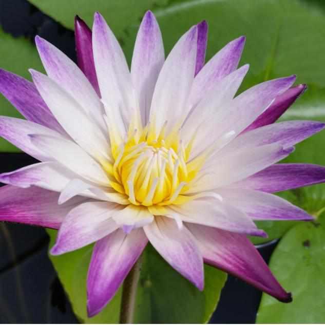 Nymphaea 'Purple Joy' Day Blooming Tropical Waterlily (Bare Root) - Play It Koi