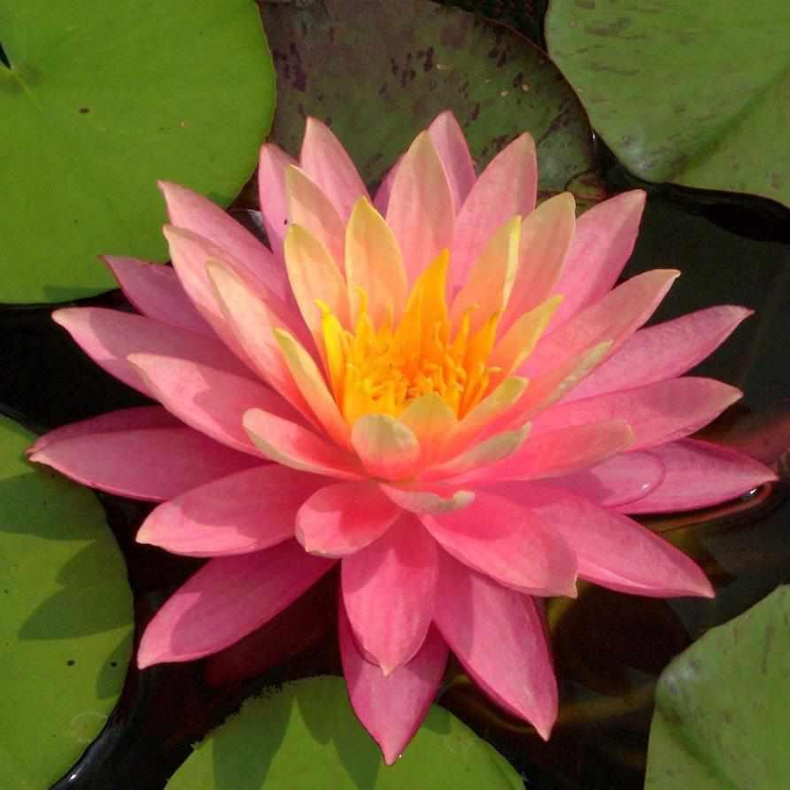 Nymphaea 'Sunfire' Pink-Yellow-Orange Hardy Lily (Bare Root) - Play It Koi