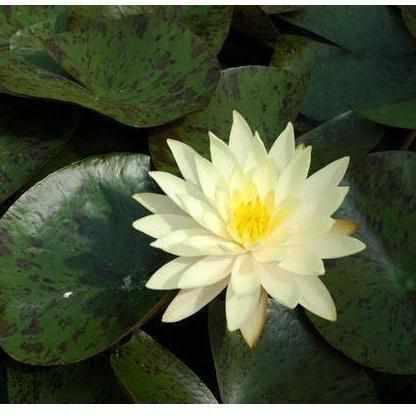 Nymphaea 'Texas Dawn' Yellow Hardy Waterlily (Potted) - Play It Koi