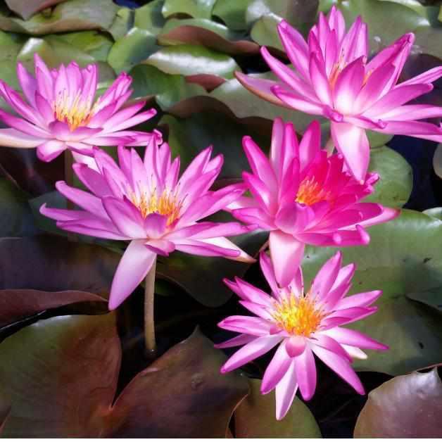 Nymphaea 'Tropic Star' - Hardy Lily (Bare Root) - Play It Koi