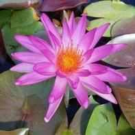 Nymphaea 'Tropic Star' - Hardy Lily (Bare Root) - Play It Koi