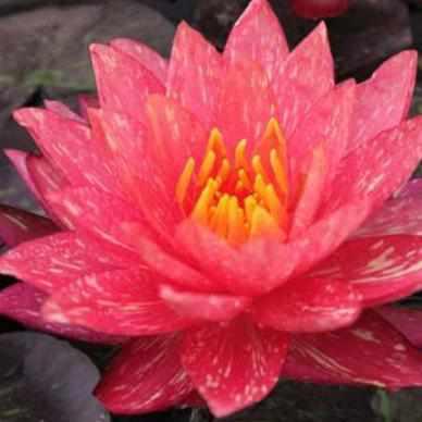 Nymphaea 'Wanvisa' Pink & Yellow Hardy Lily (Bare Root) - Play It Koi