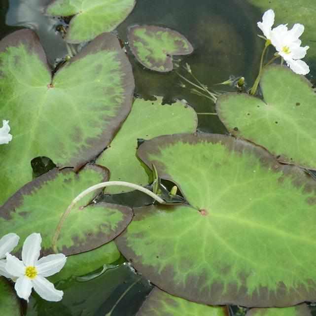 Nymphoides Cristata - Variegated Water Snowflake - Crested floating Heart (Bare Root) - Play It Koi