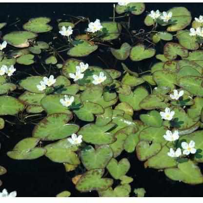 Nymphoides Cristata - Variegated Water Snowflake - Crested floating Heart (Bare Root) - Play It Koi