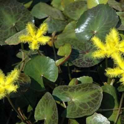 Nymphoides Geminata - Yellow Snowflake (Bare Root) - Play It Koi
