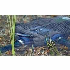 OASE AquaMax Eco Premium - Play It Koi