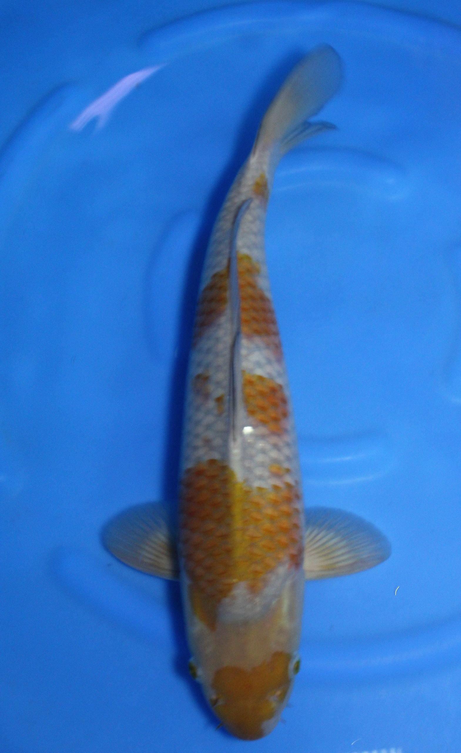 Ochiba Shigure - Play It Koi