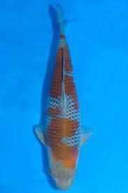 Ochiba Shigure - Play It Koi