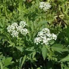 Oenanthe Javanica - Water Celery (Bare Root) - Play It Koi