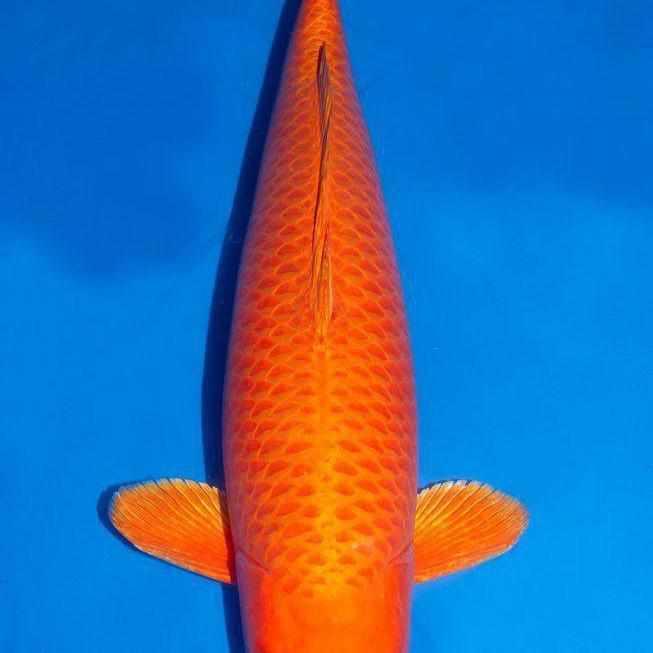 Orenji Ogon - Play It Koi