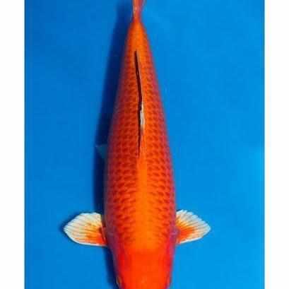 Orenji Ogon - Play It Koi