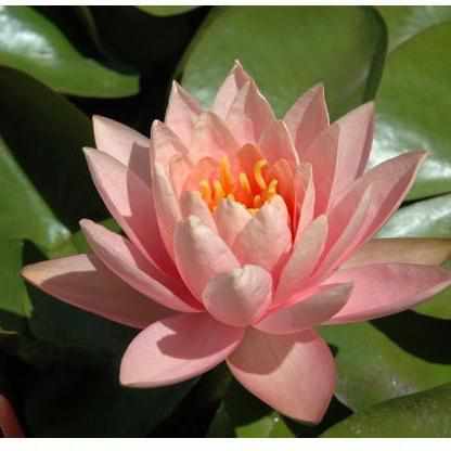Patio Joe Hardy Lily (Potted) - Play It Koi