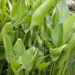 Peltandra Virginica - Arrow-Arum (Bare Root) - Play It Koi