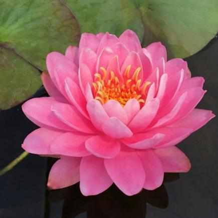 Perry's Fire Opal Candy Pink Hardy Water Lily (bare root) - Play It Koi