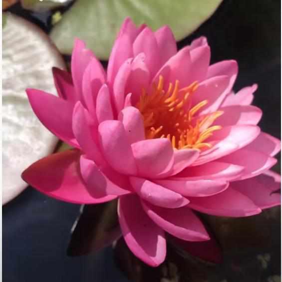 Perry's Fire Opal Candy Pink Hardy Water Lily (bare root) - Play It Koi