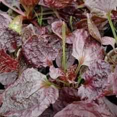 Plantagao Major 'Rubrifolia' (Bare Root) - Play It Koi