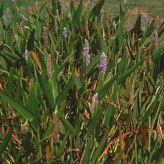 Pontederia Cordata Lanceolata - Giant Pickerel Rush (Bare Root) - Play It Koi