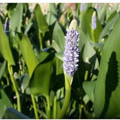 Pontederia Cordata - Pickerel Rush (Bare Root) - Play It Koi