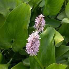 Pontederia Cordata 'Pink Pons' - Pink Pickerel (Bare Root) - Play It Koi