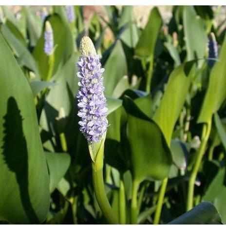 Pontederia Dilatata - Royal Pickerel Rush (Bare Root) - Play It Koi